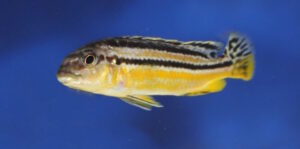 Melanochromis auratus 'Chidunga Rocks'